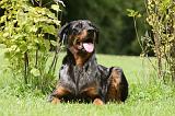 BEAUCERON 789